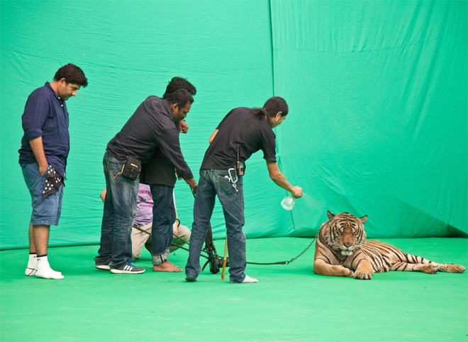 Refreshment time of Tiger 